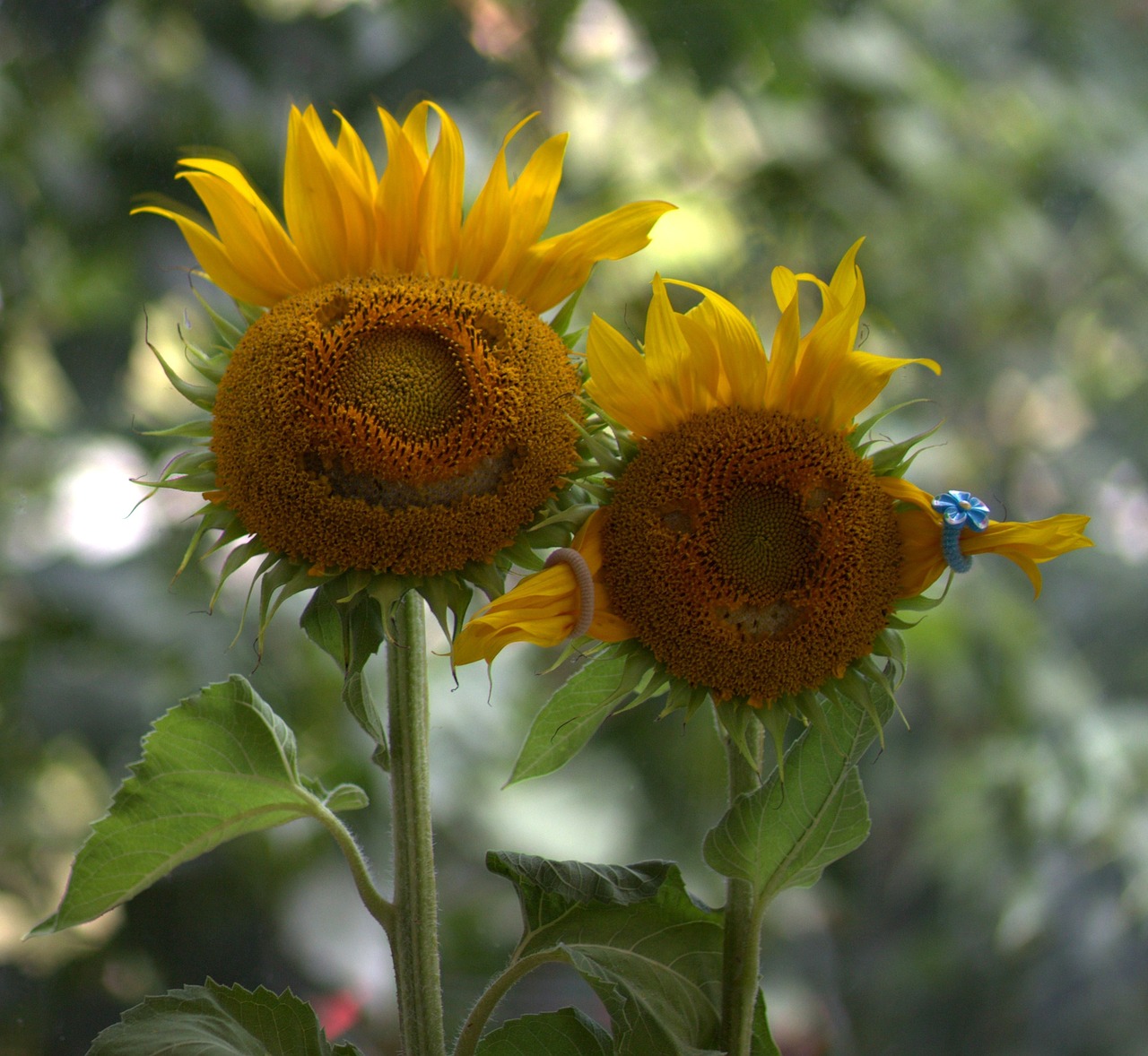 Image - sunflower pair love two funny