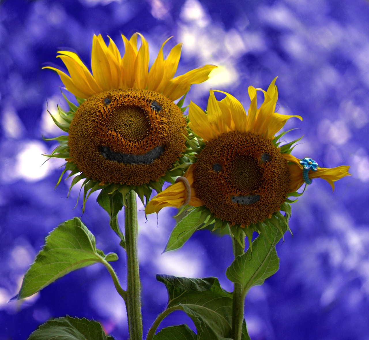 Image - sunflower two pair funny love