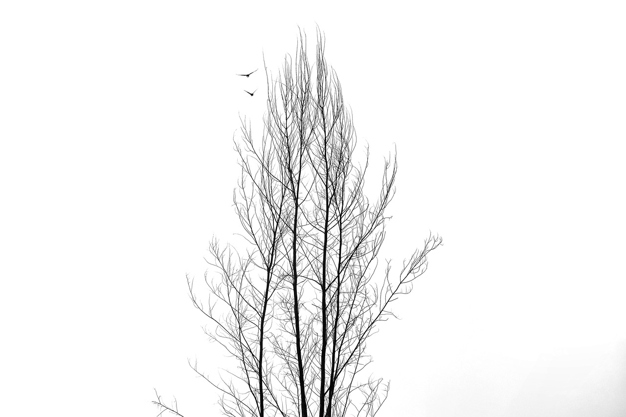 Image - tree plant branch black and white