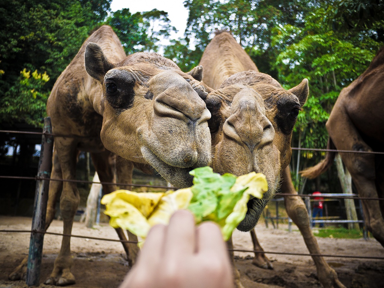 Image - camel animal feed zoo farm