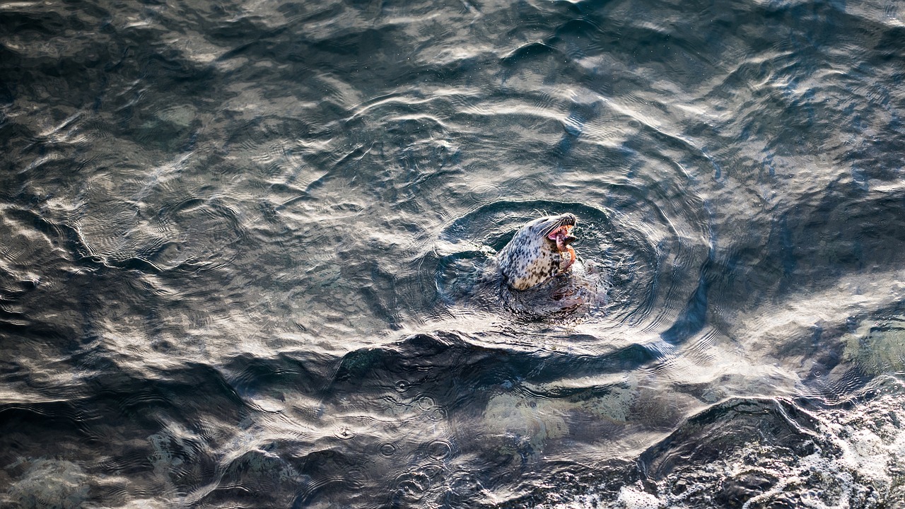 Image - sea ocean water waves nature lion