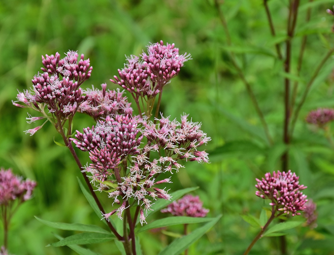 Image - flowers pink pink flower