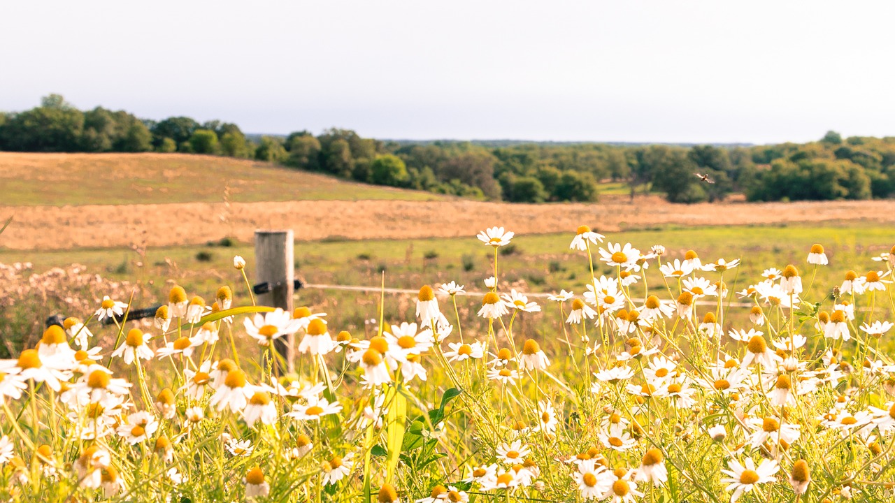 Image - field flowers yellow nature spring