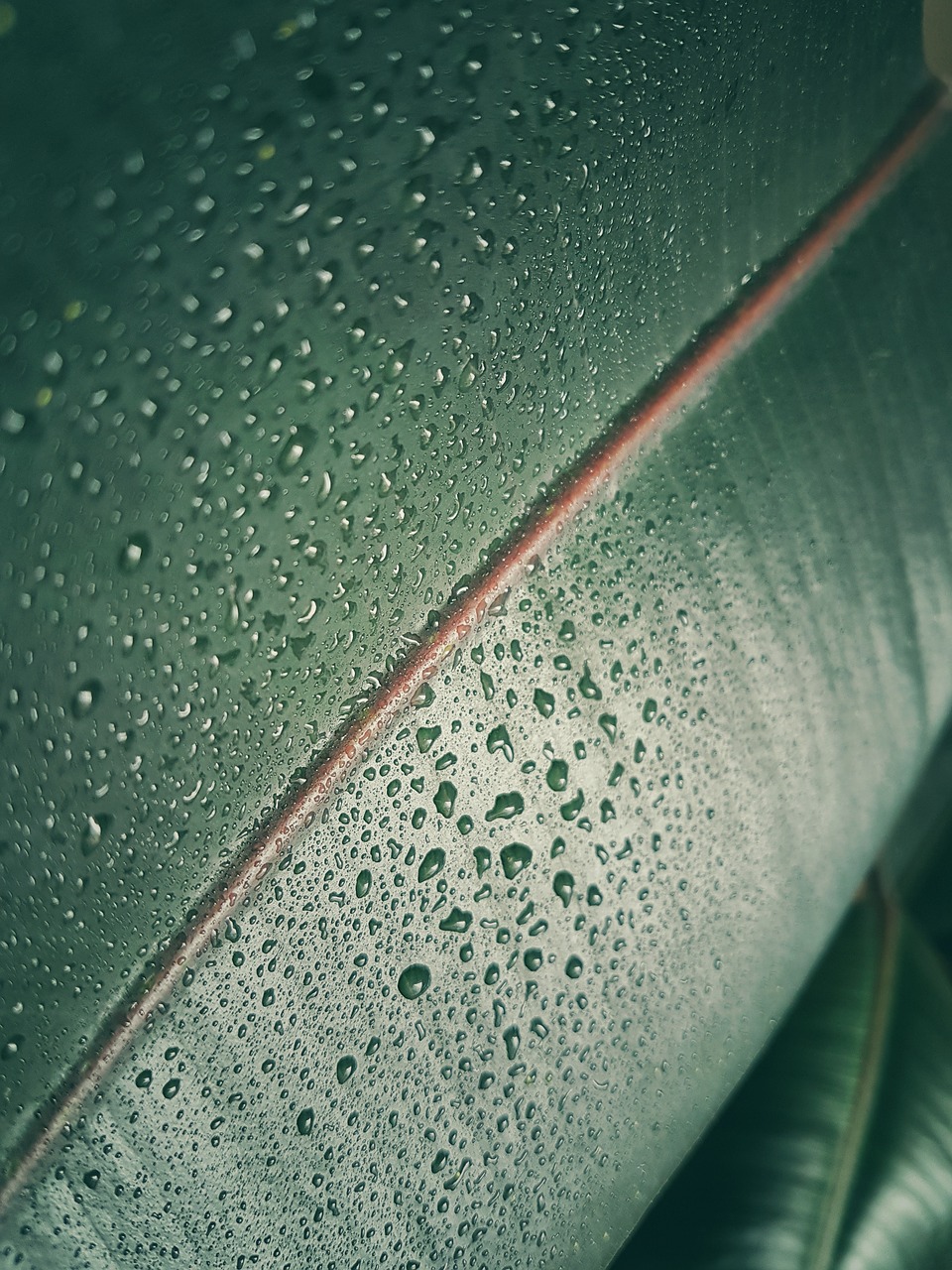 Image - banana leaf green plant nature wet