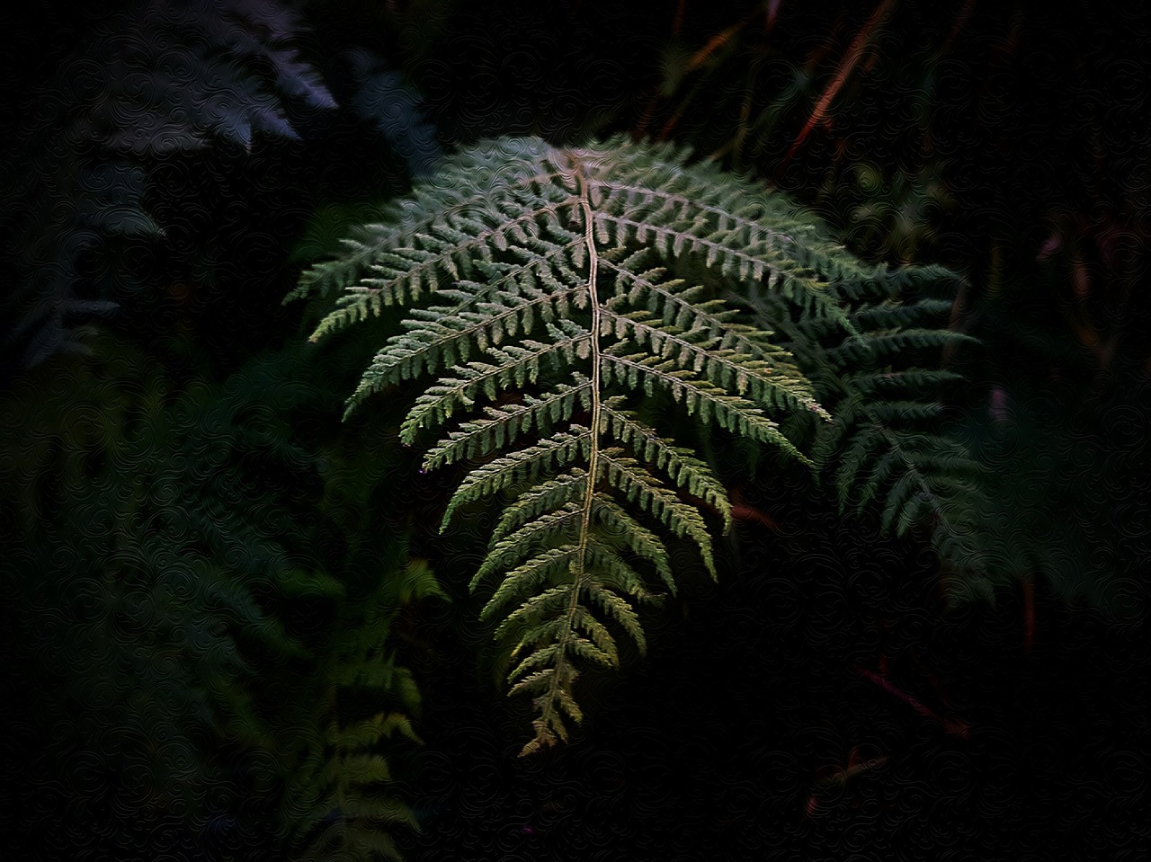 Image - dark fern green leaf plant nature