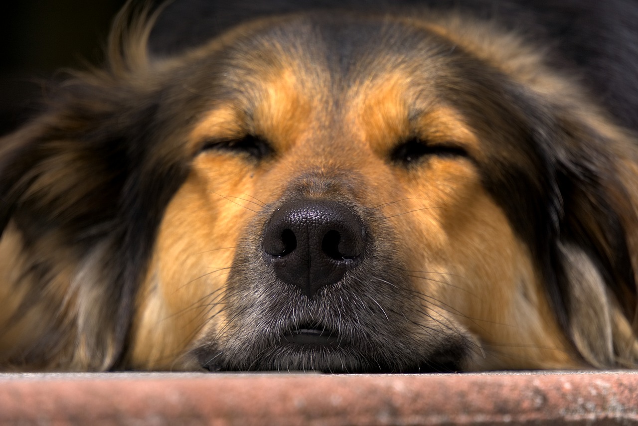 Image - dog nose close head tired sleep