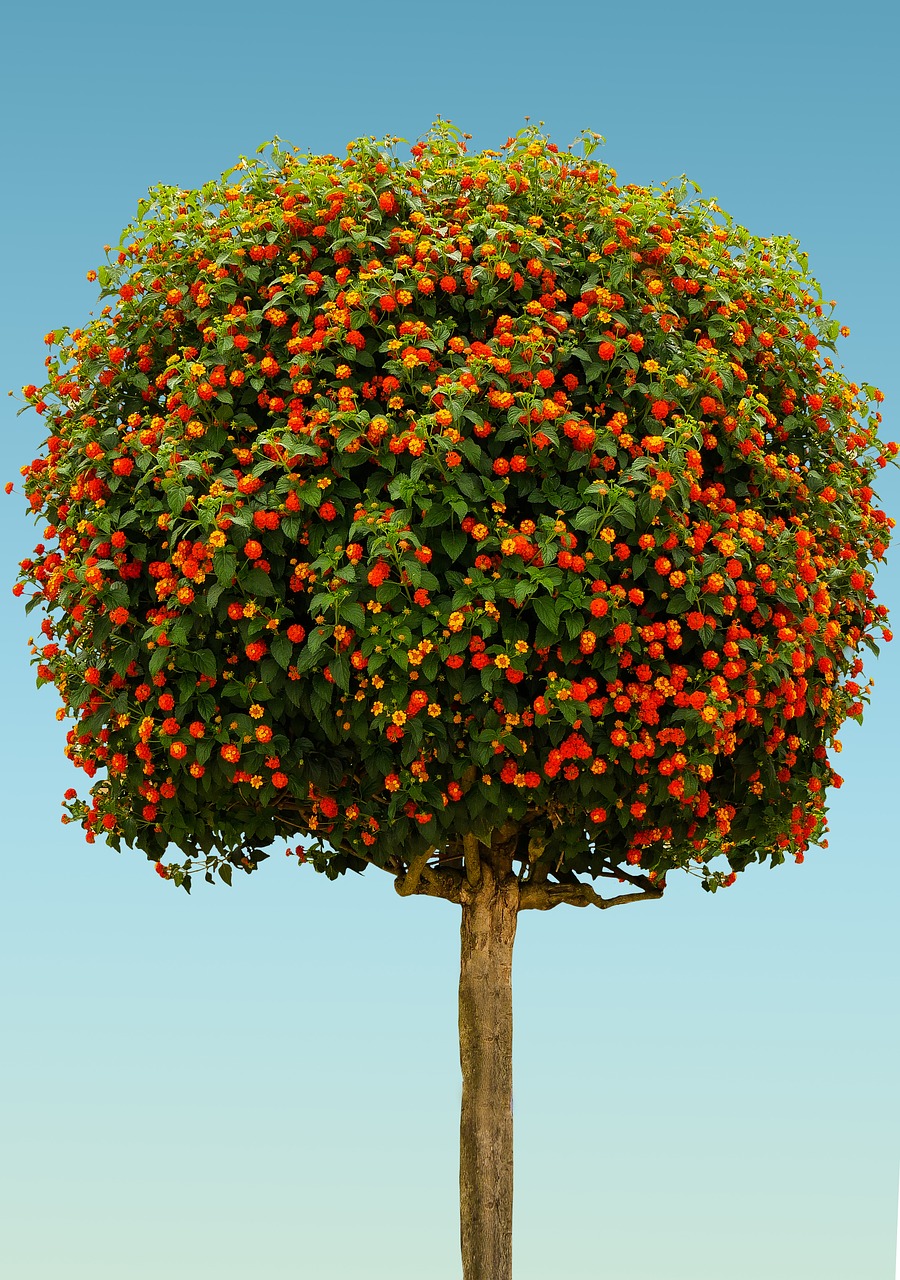Image - nature tree high stem lobelia