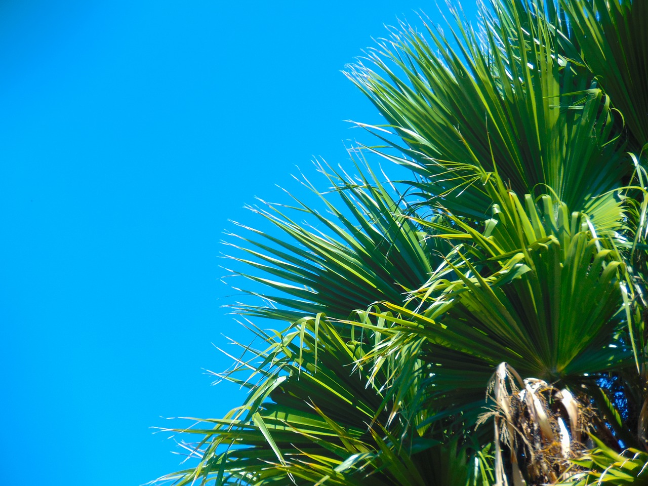 Image - palma plant palm tree nature sky