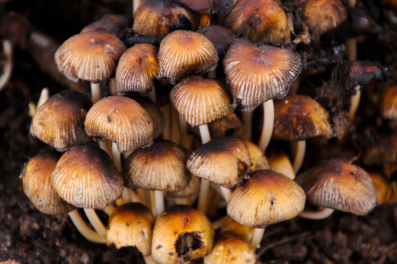 Image - toadstools mushrooms nature fungus