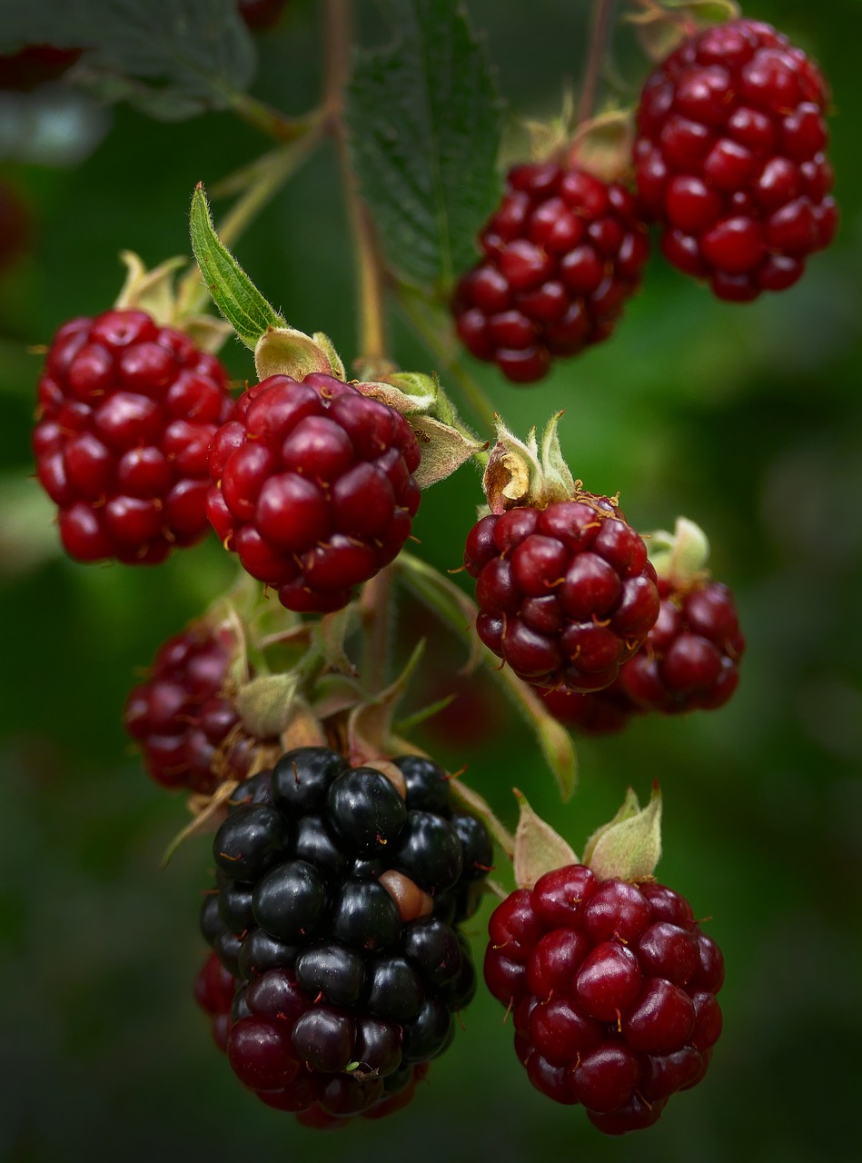 Image - blackberry berries panicle
