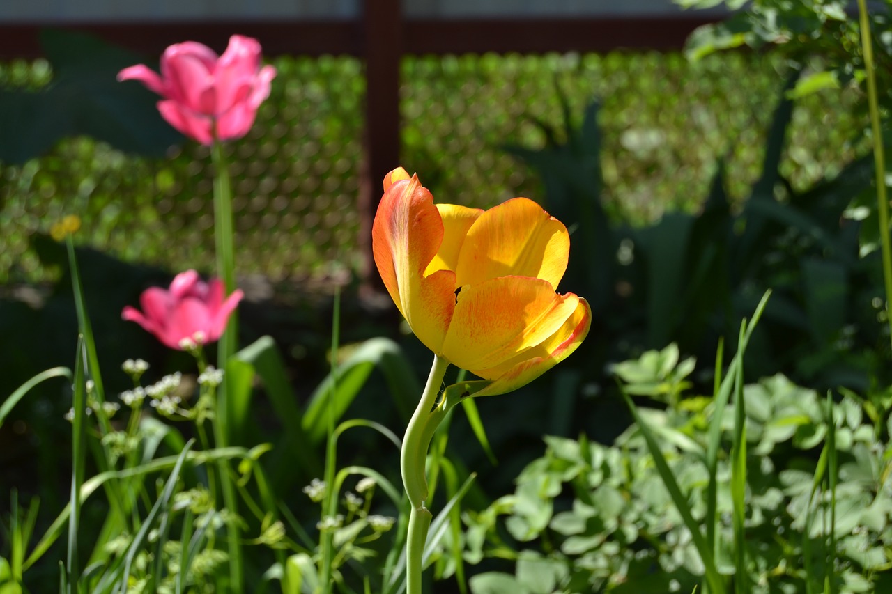 Image - flowers tulip yel yellow tulip