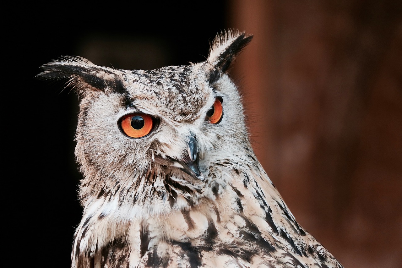 Image - owl bird animal pet