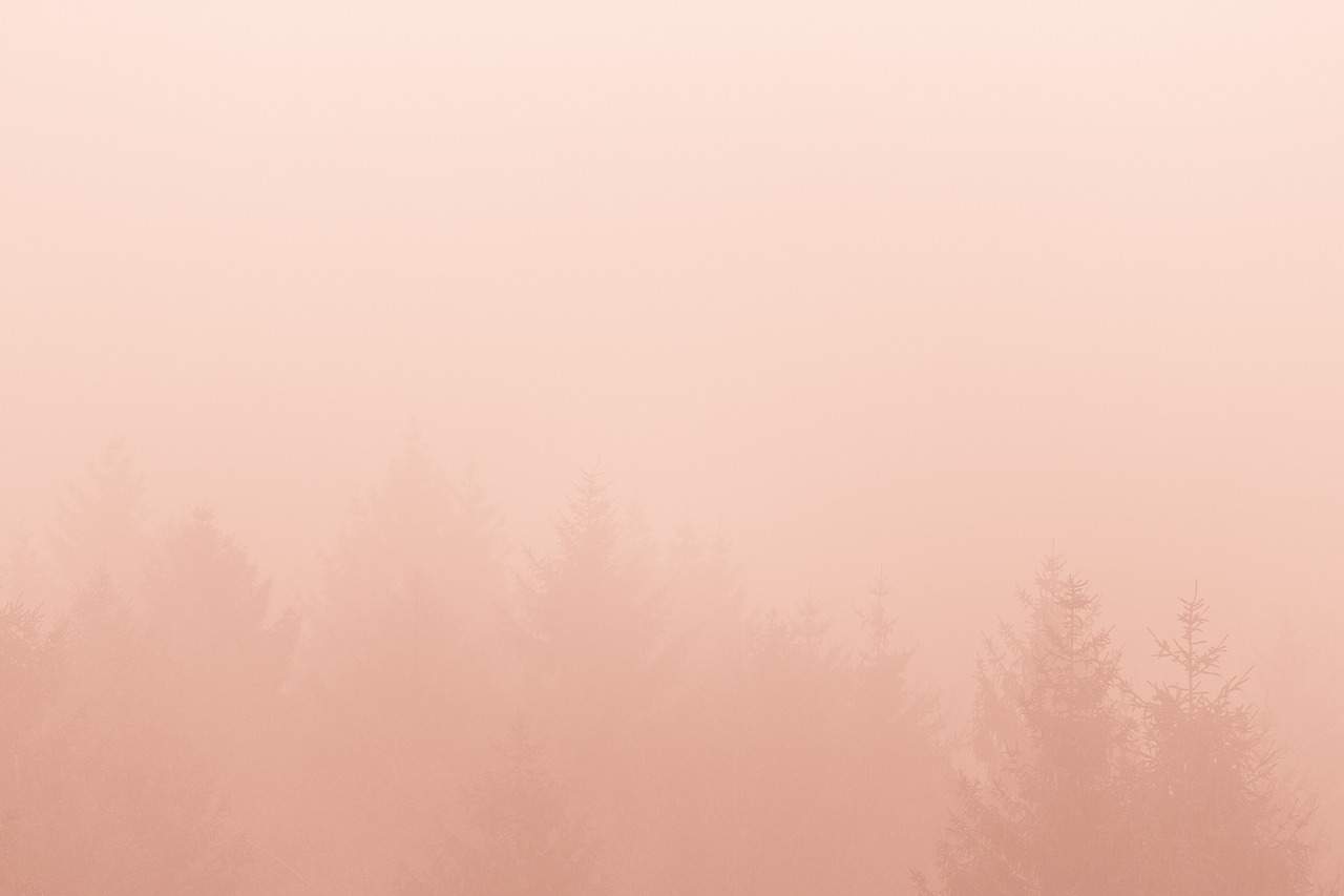 Image - trees plant forest fog cold