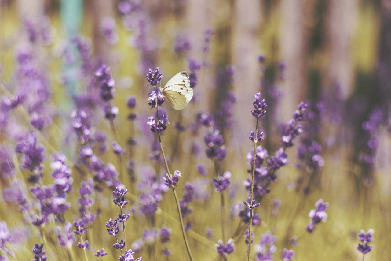 Image - lavender flower garden field farm