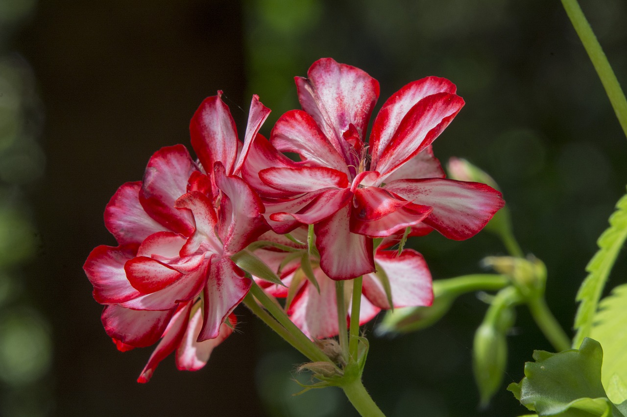 Image - flower geranium red flower plant