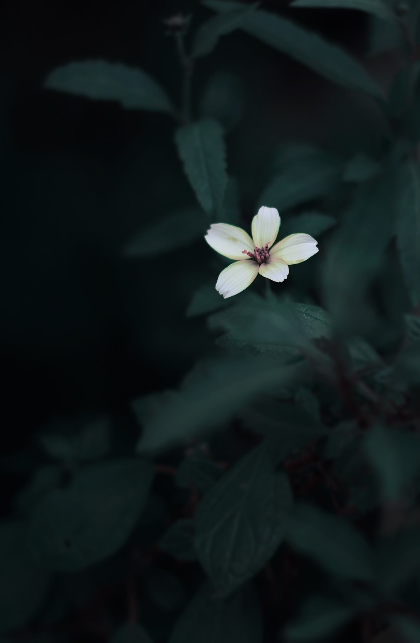 Image - dark plant garden nature outdoor