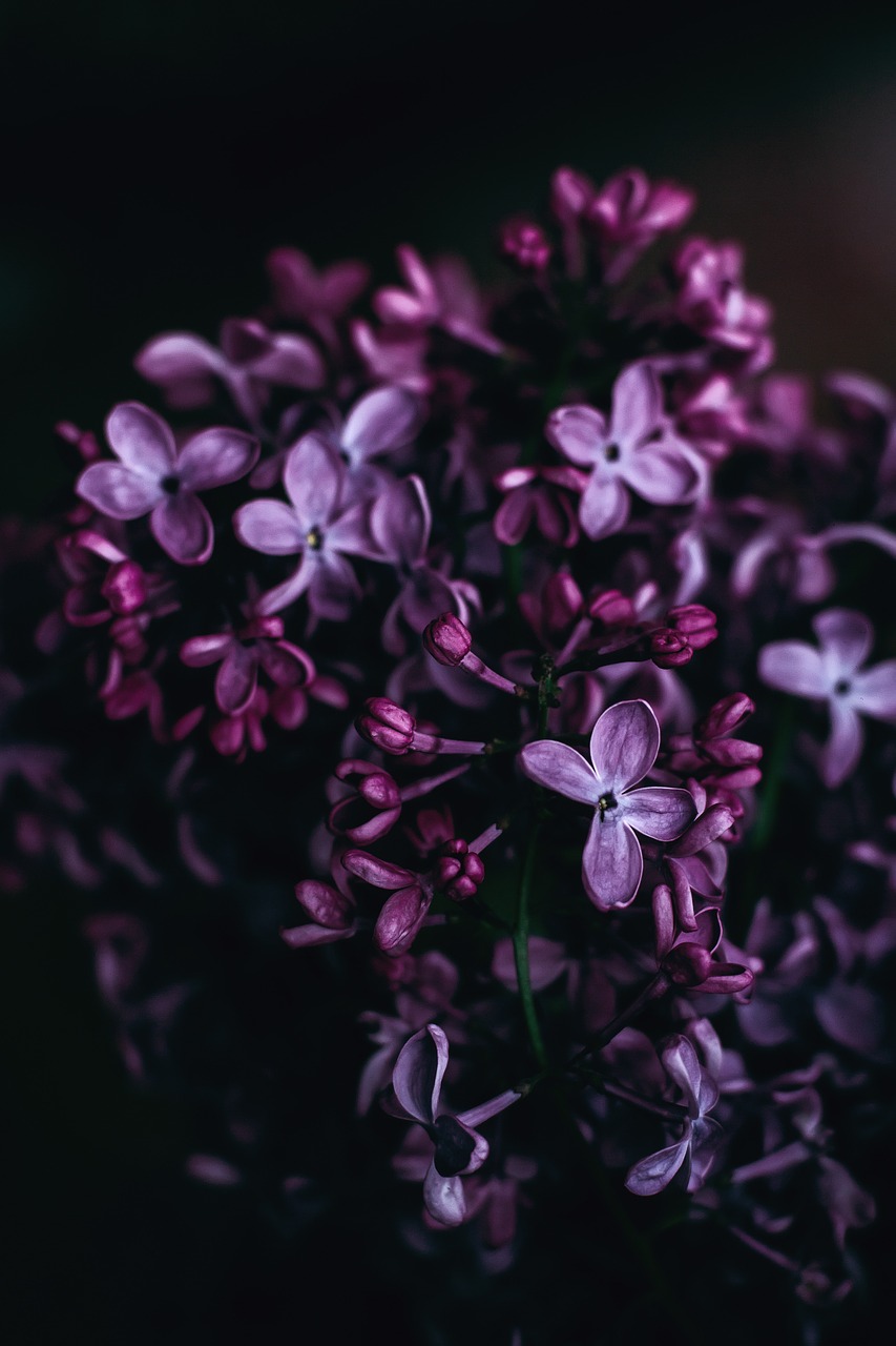 Image - dark violet flower petal bloom
