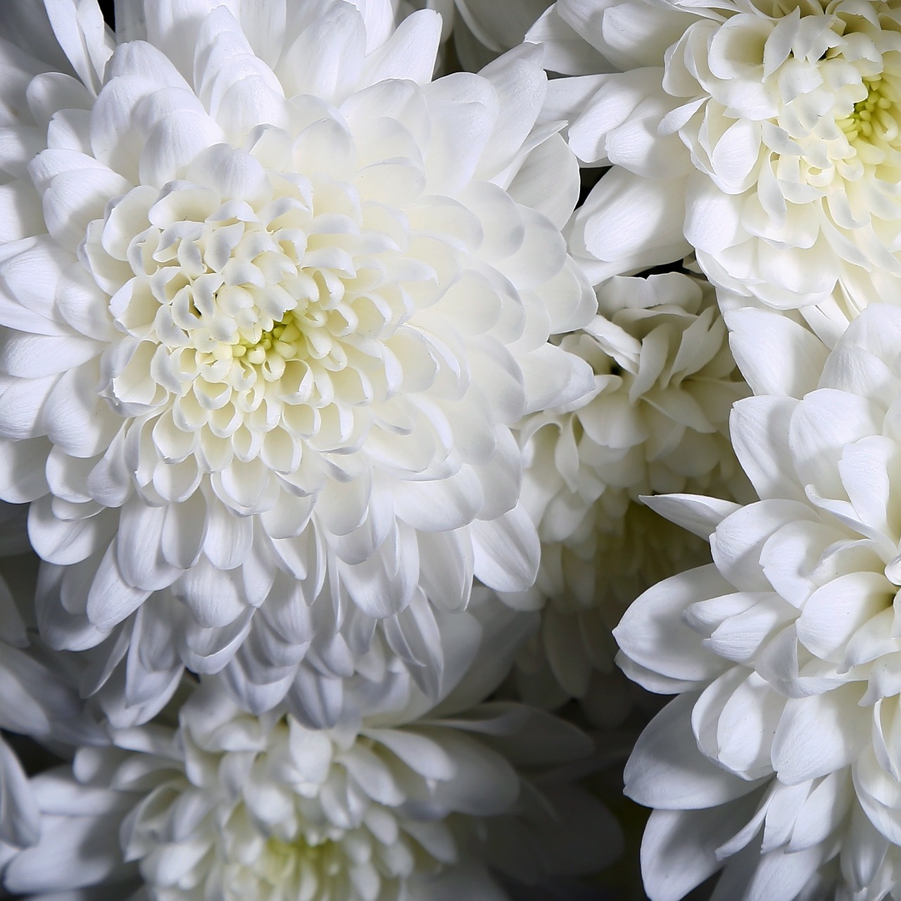 Image - white petals flower bunch bundle