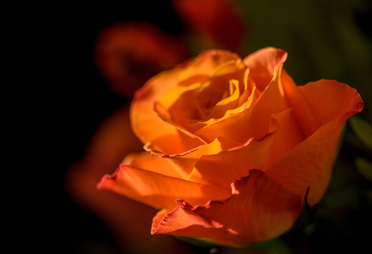 Image - orange petal flower dark garden