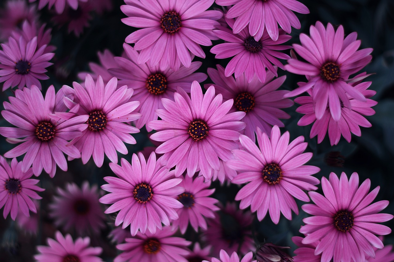 Image - pericallis flower plant nature