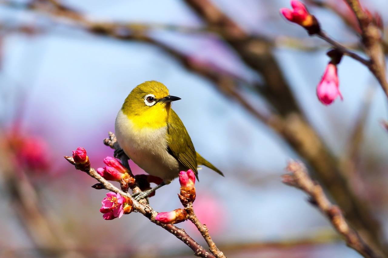 Image - bird animal nature pink flower