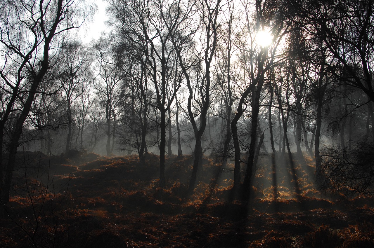 Image - trees plant forest fog cold