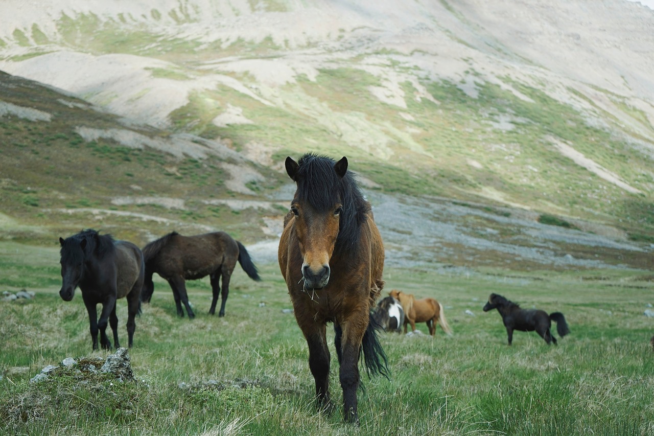 Image - horse animal green field farm