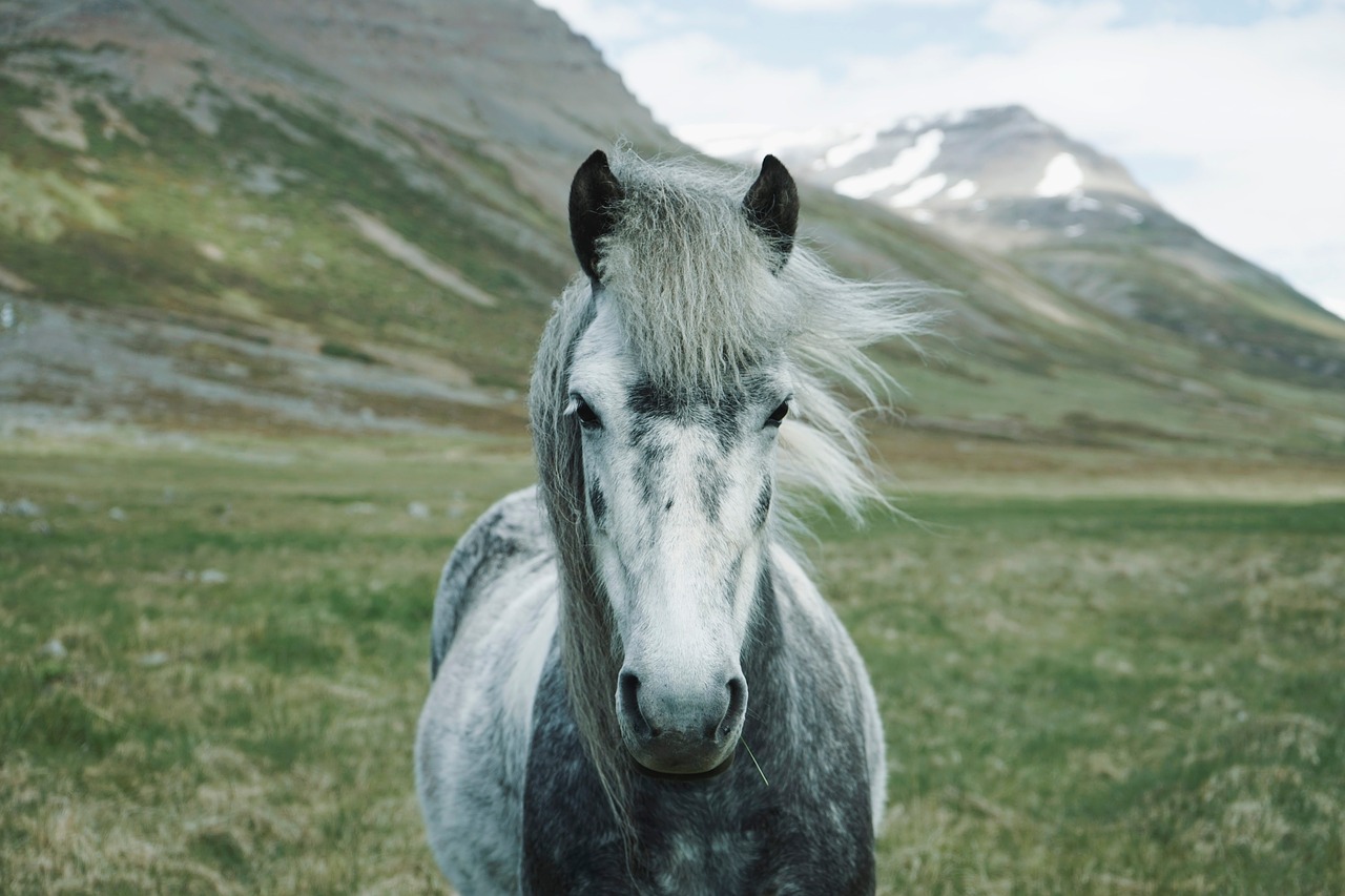Image - horse animal green field farm