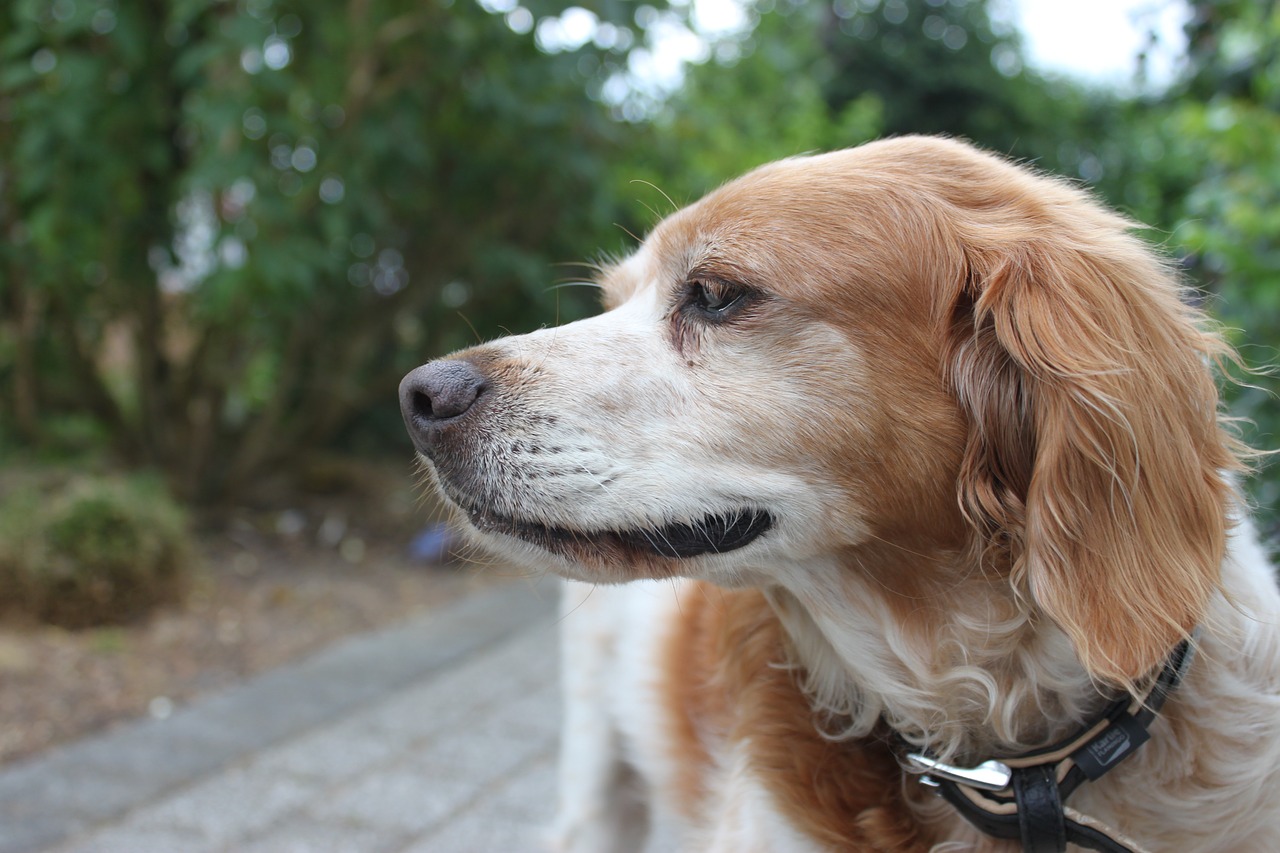 Image - dog head breton pointing dog