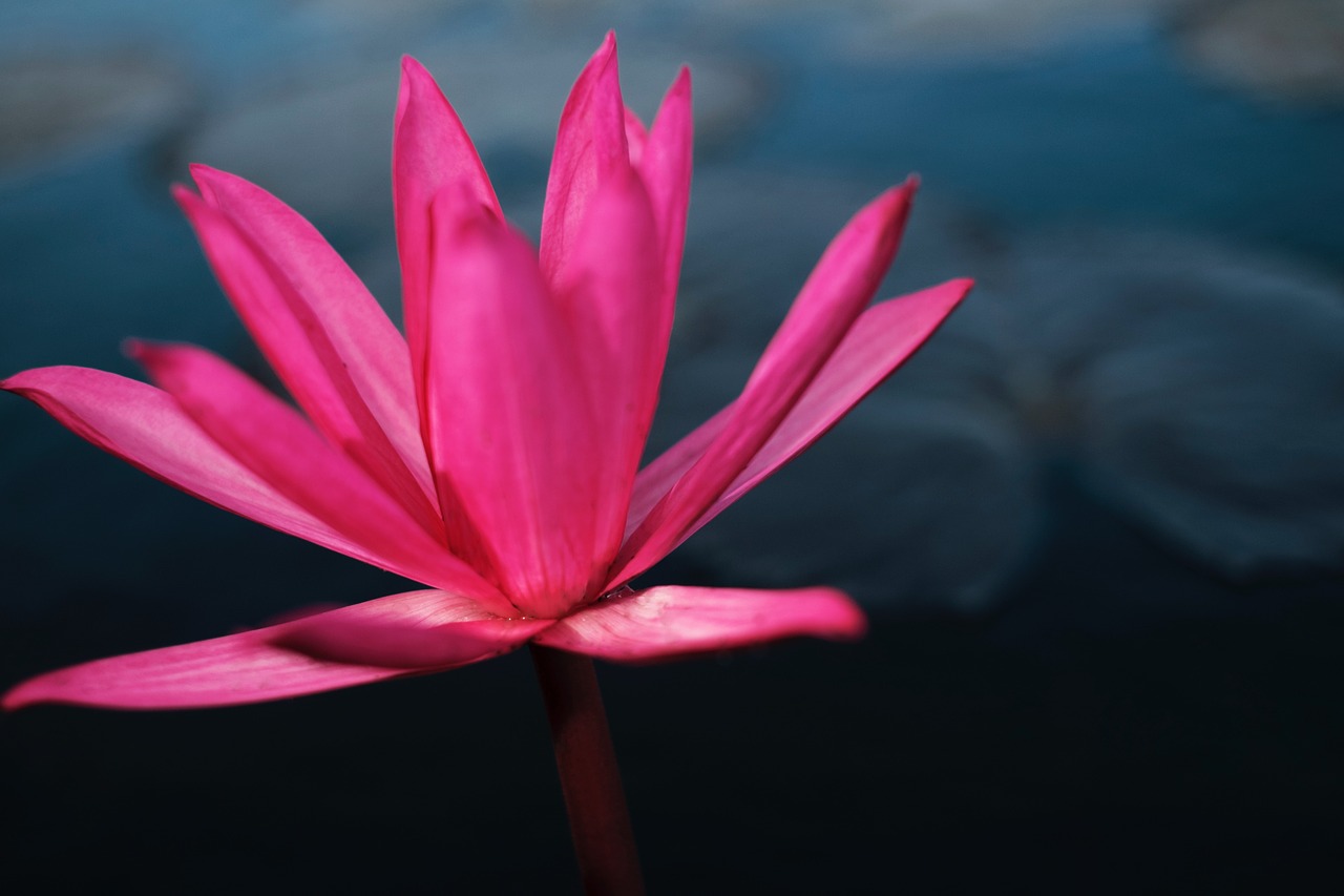 Image - pink petal bloom flower nature