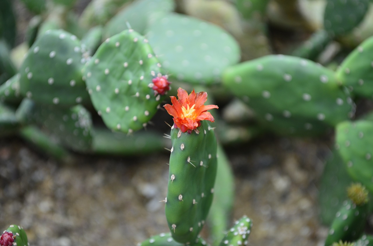 Image - cacti nature flower desert prickly