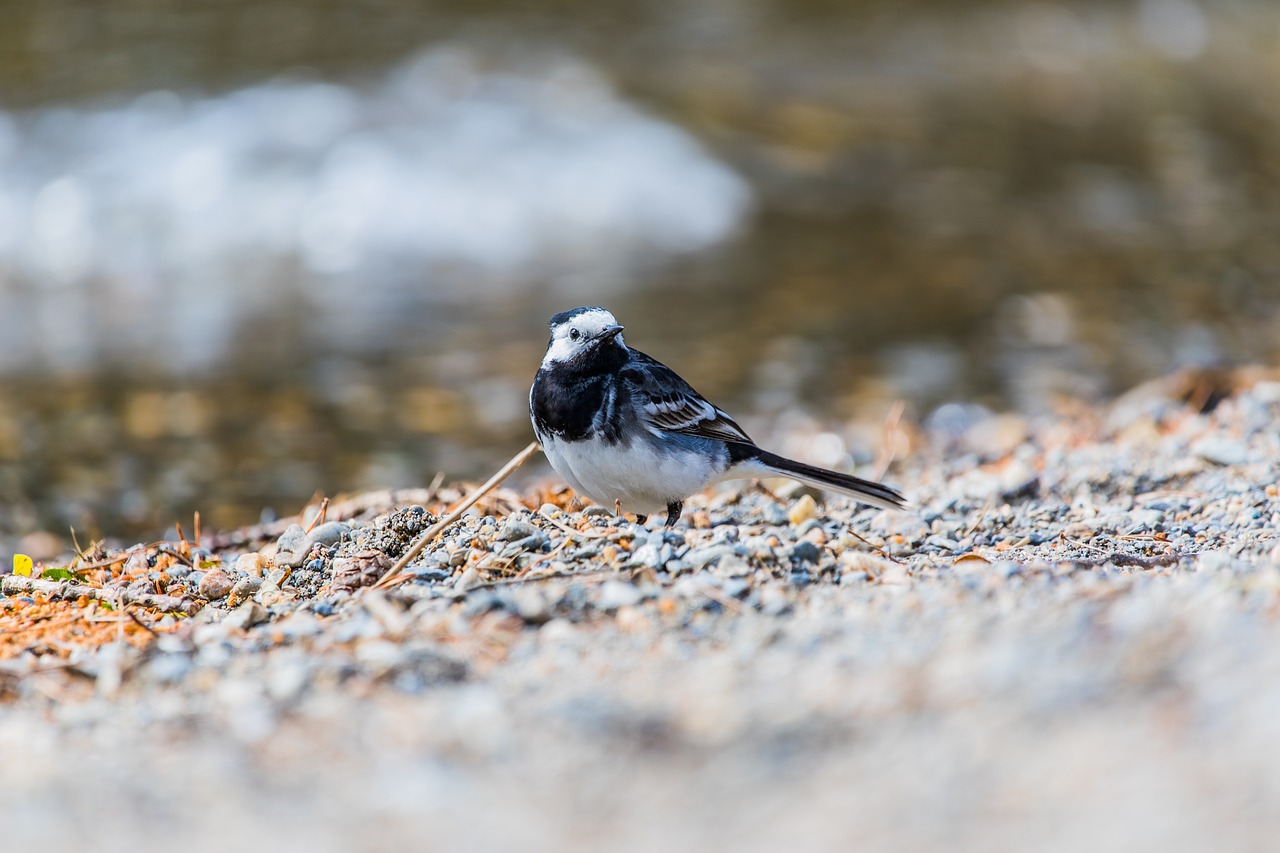 Image - sand outdoor nature shore bokeh