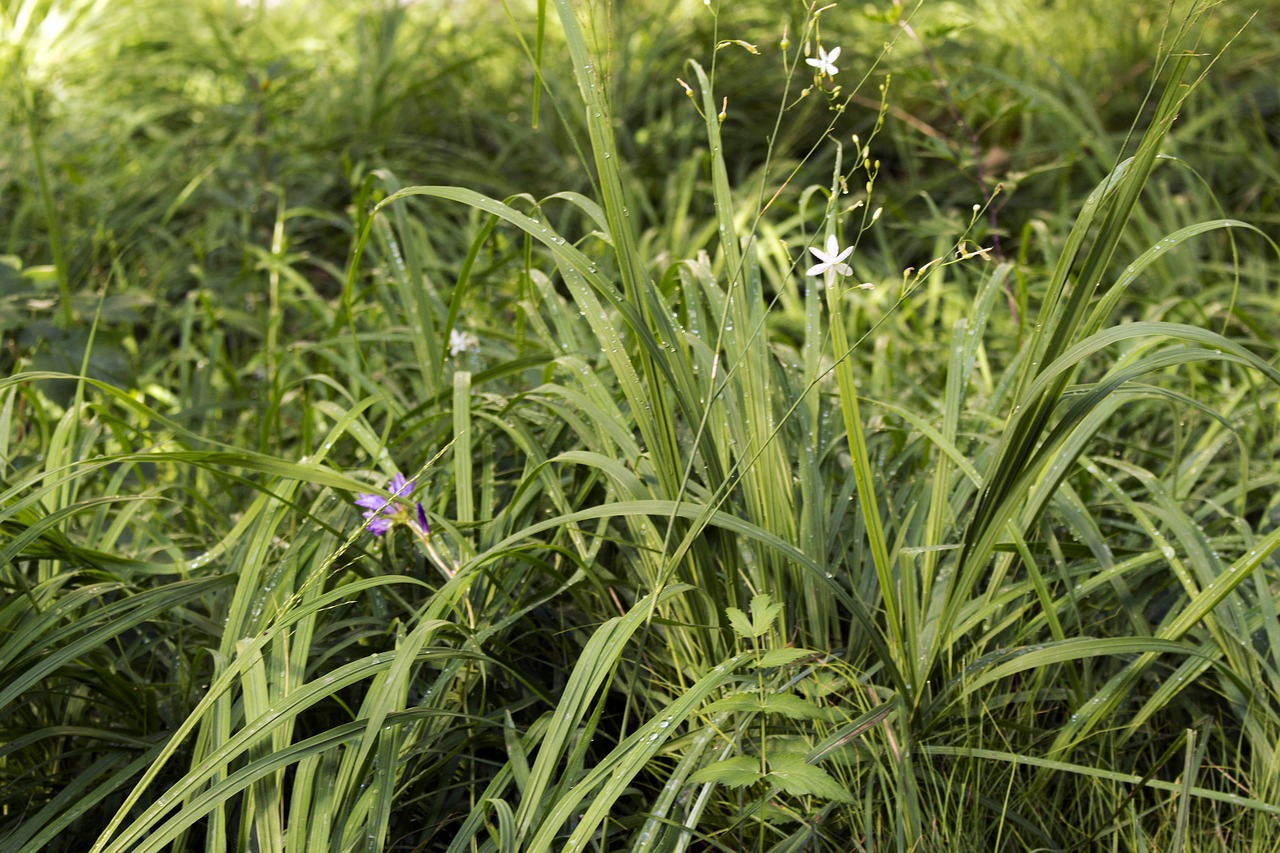 Image - steamy plant green forest