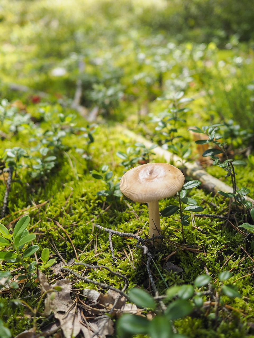 Image - mushroom forest nature mushrooms
