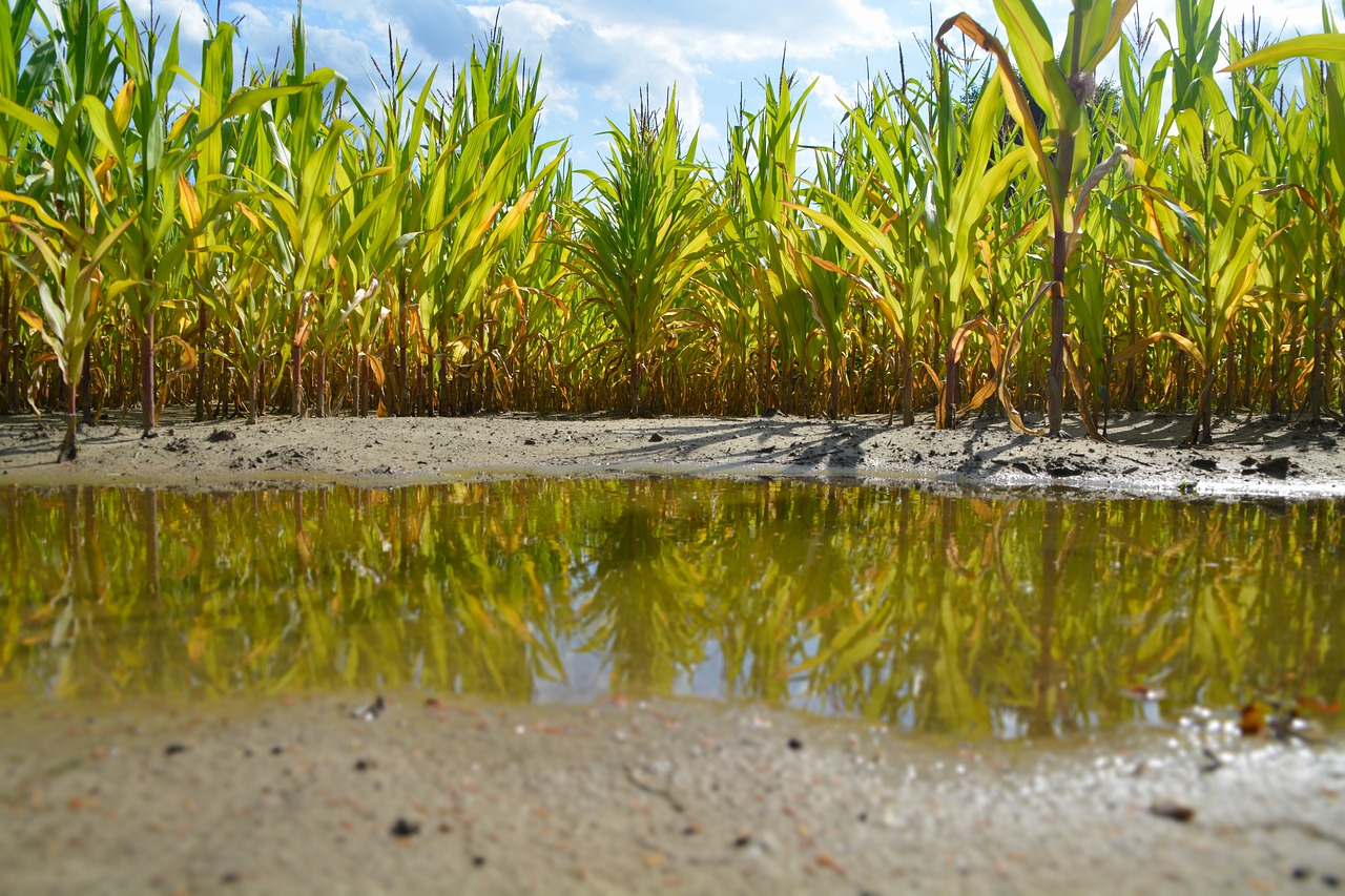 Image - cornfield puddle corn lane raining