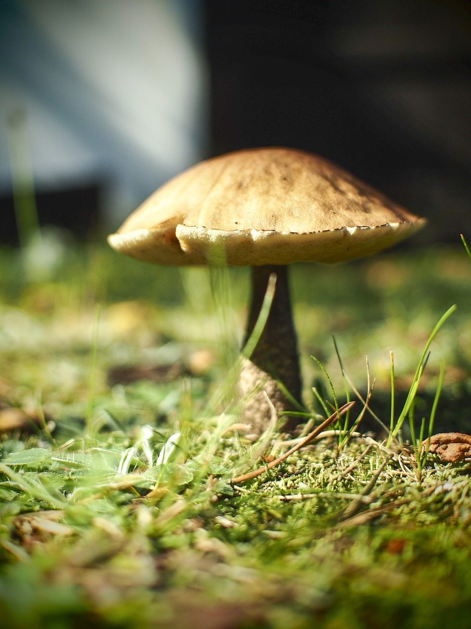 Image - mushroom holiday forest tree