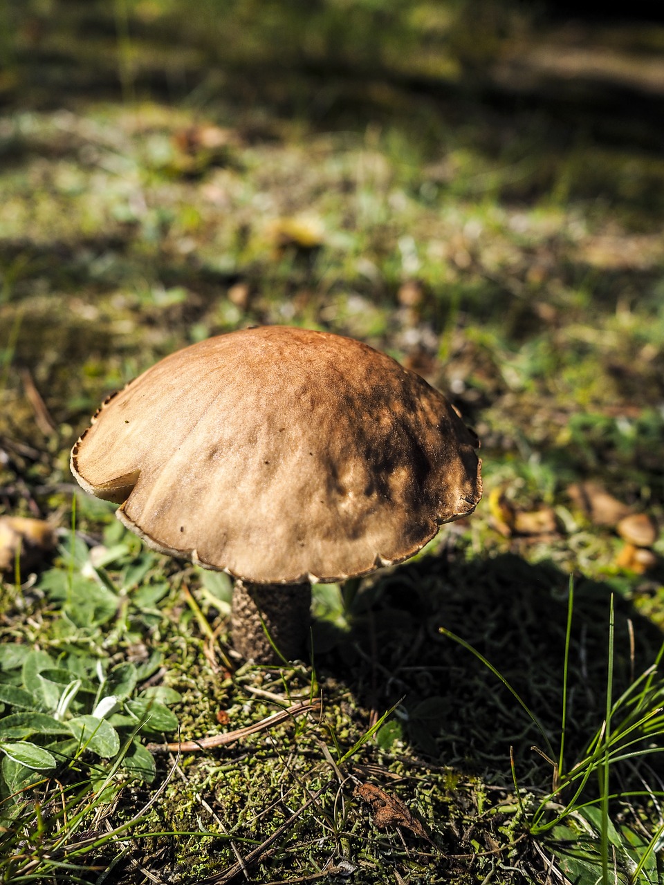 Image - mushroom forest girolle tree