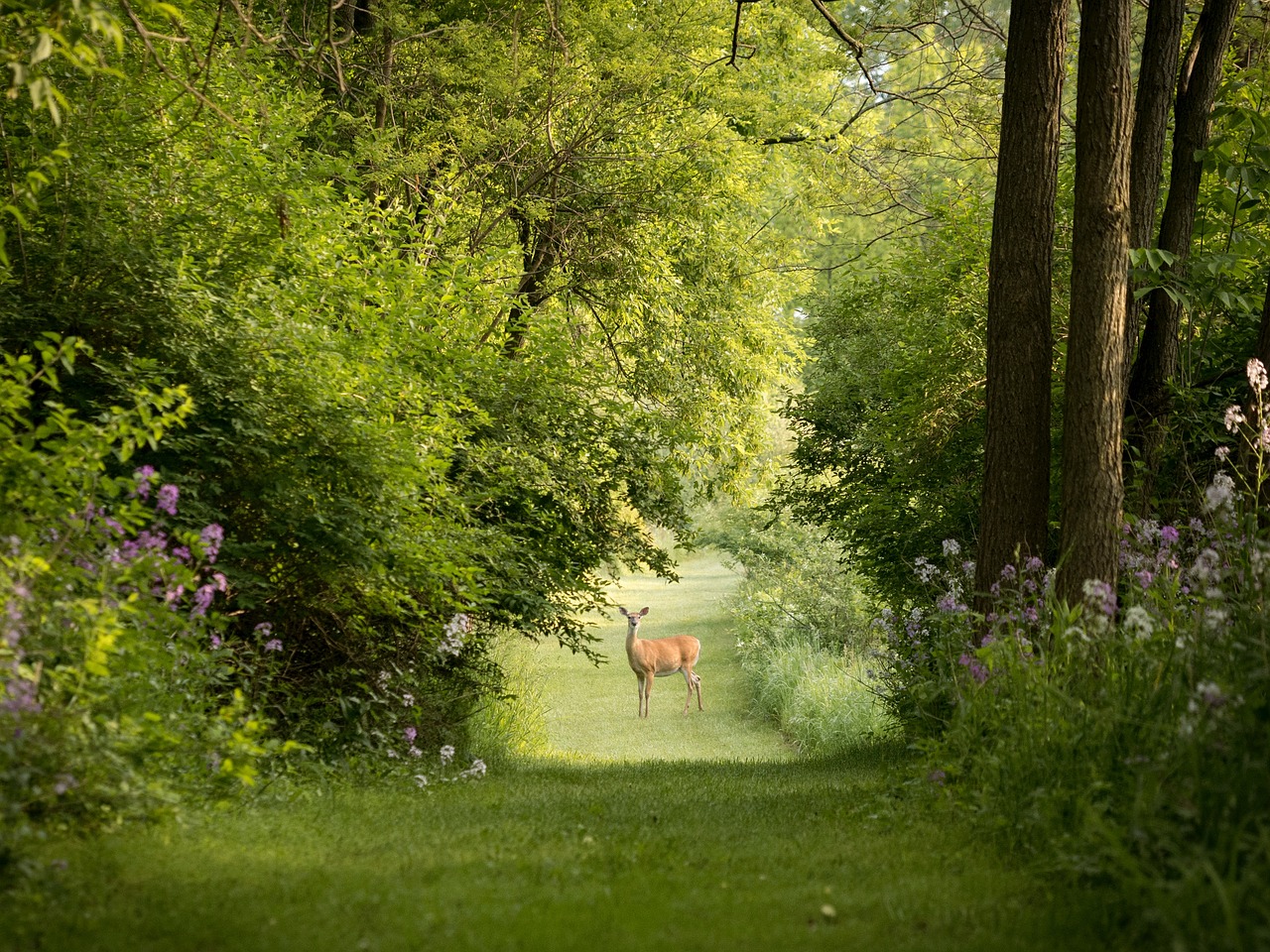 Image - green grass outdoor nature trees