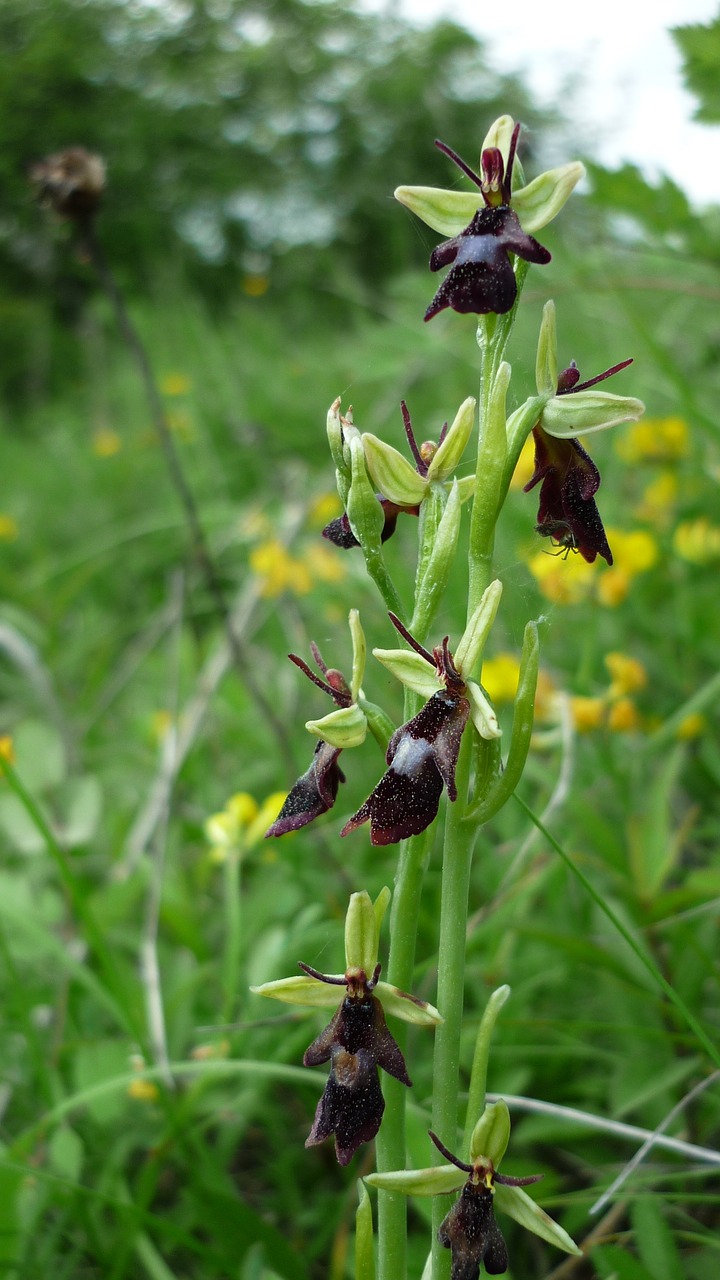 Image - fly orchid german orchid