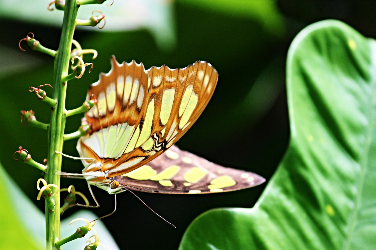 Image - malachite butterfly siproeta stelenes