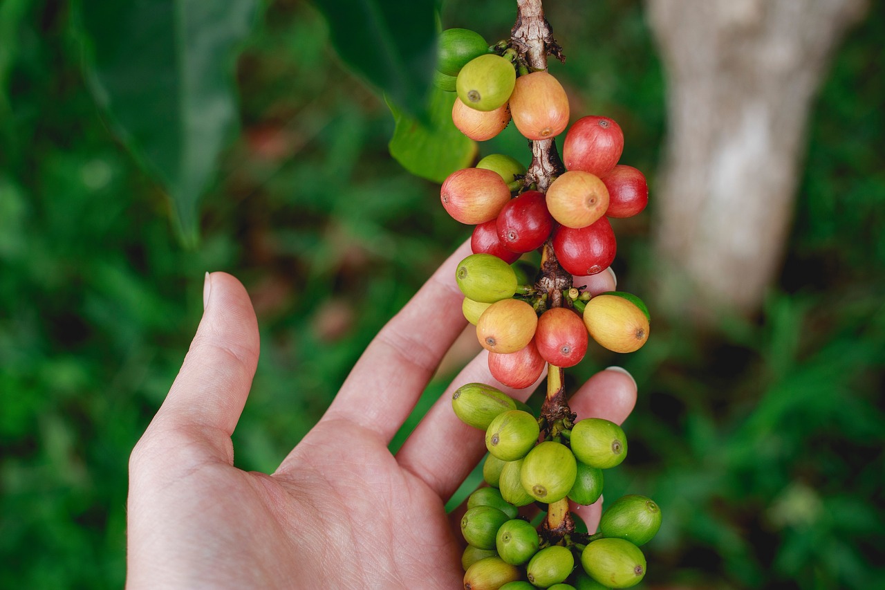 Image - fresh coffee bean garden farm