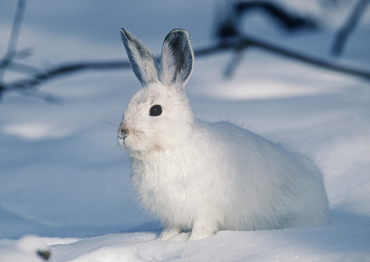 Image - white rabbit animal pet snow