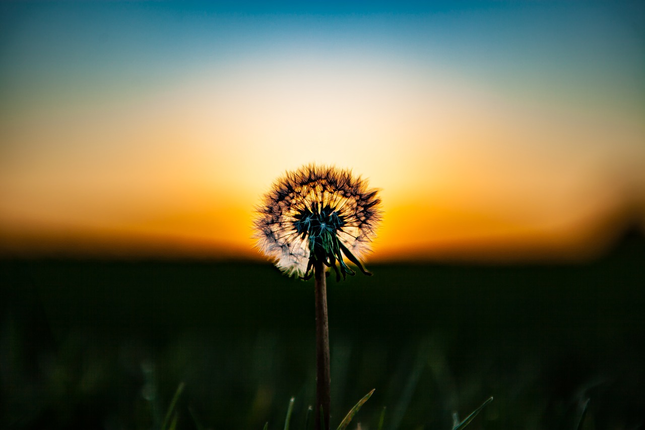 Image - dandelion flower plant nature stem