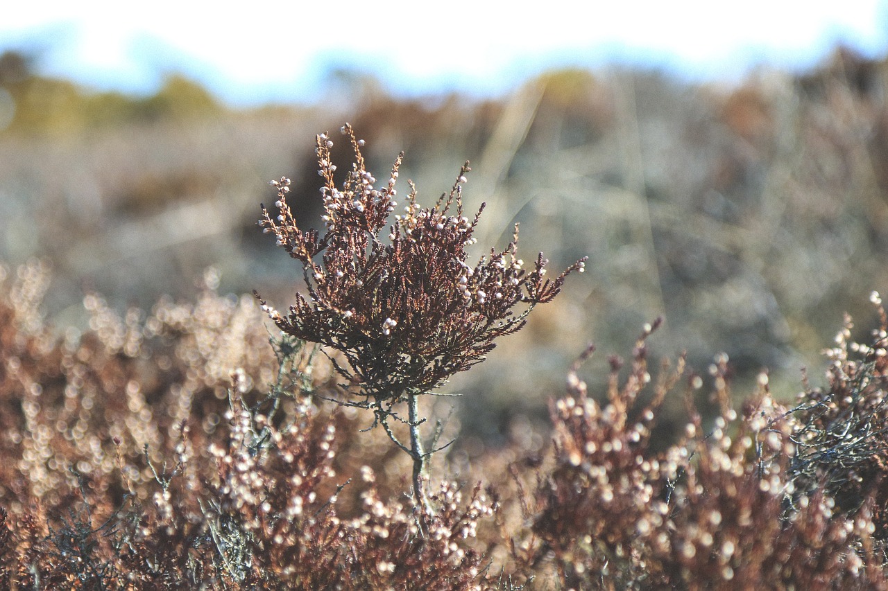 Image - tree plant bokeh blur outdoor