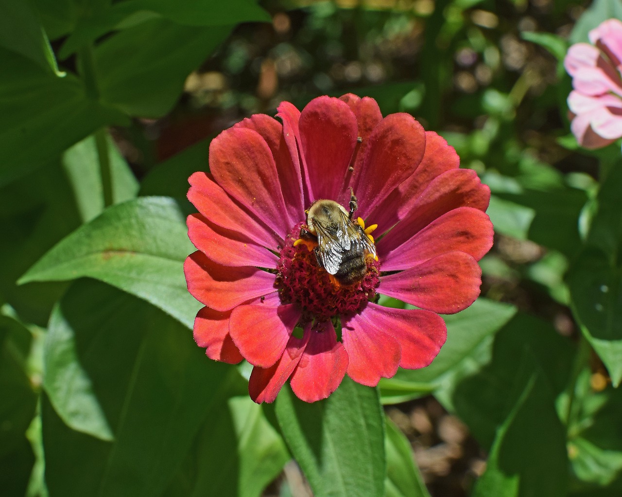 Image - bumblebee on zinnia butterfly insect