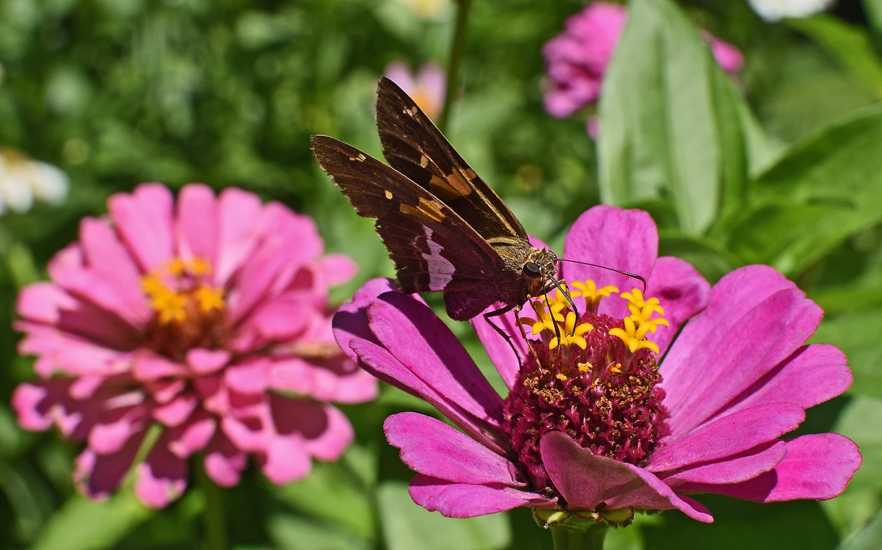 Image - silver spotted skipper on zinnia