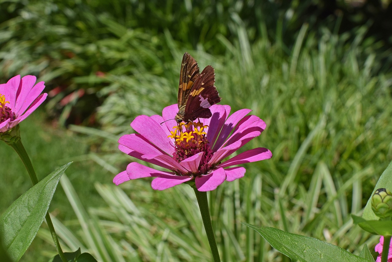 Image - silver spotted skipper on zinnia