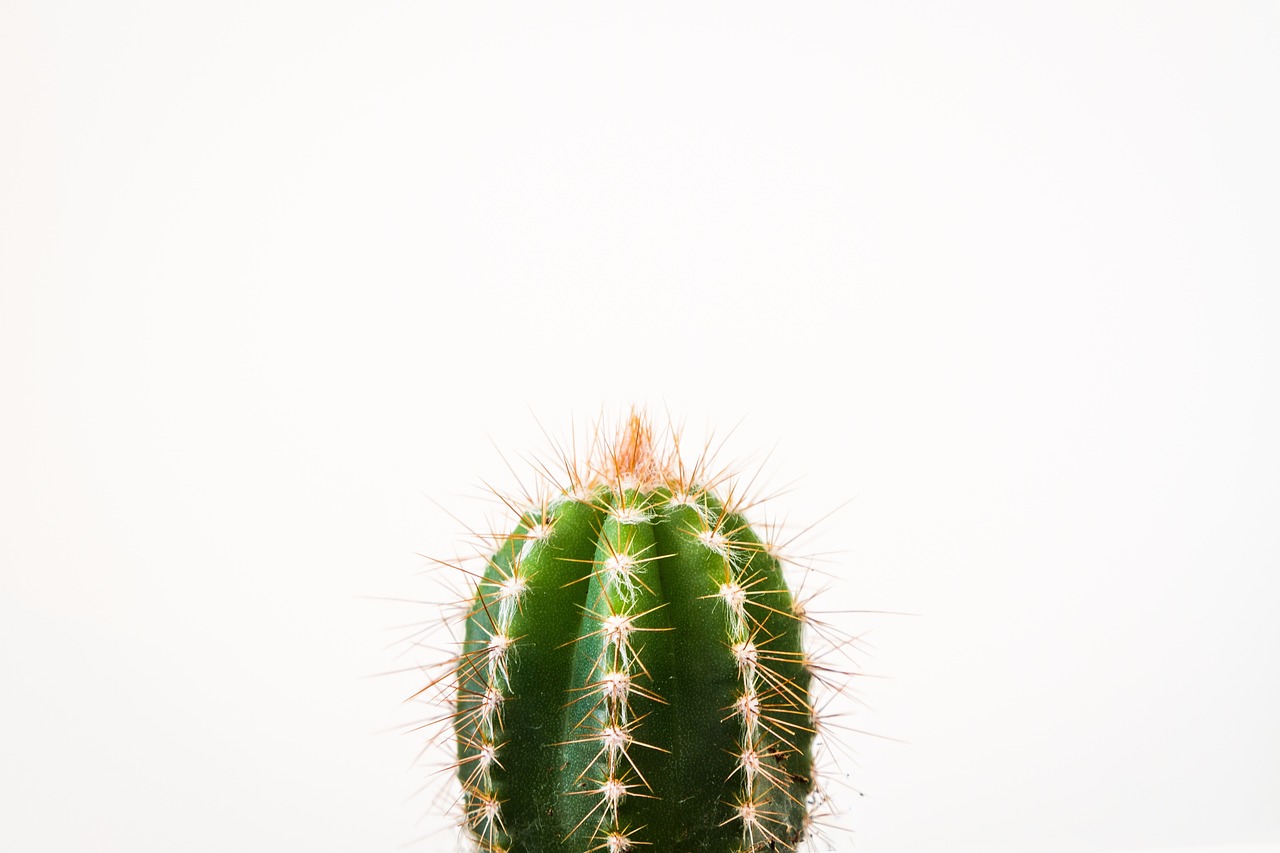 Image - cactus plant thorn green