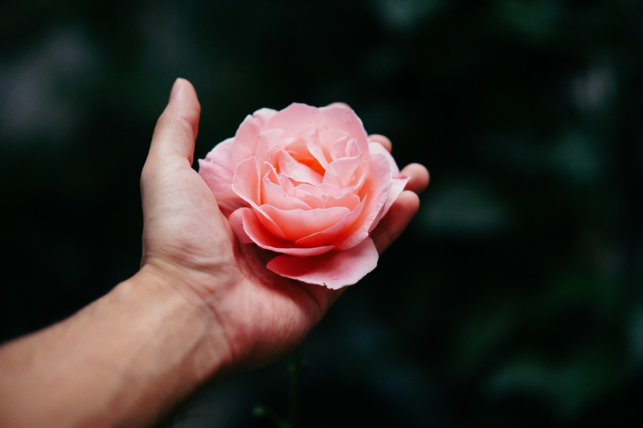 Image - hand palm pink roses petals