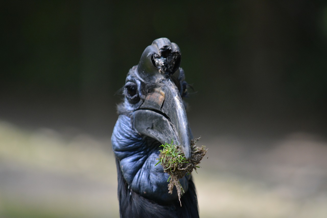 Image - bird animal birds nature peacock